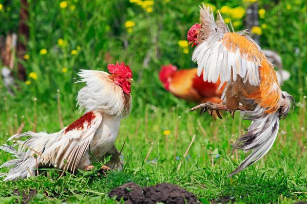 Cách chăm sóc gà chọi từ nhỏ để gà khỏe mạnh và phát triển tốt
