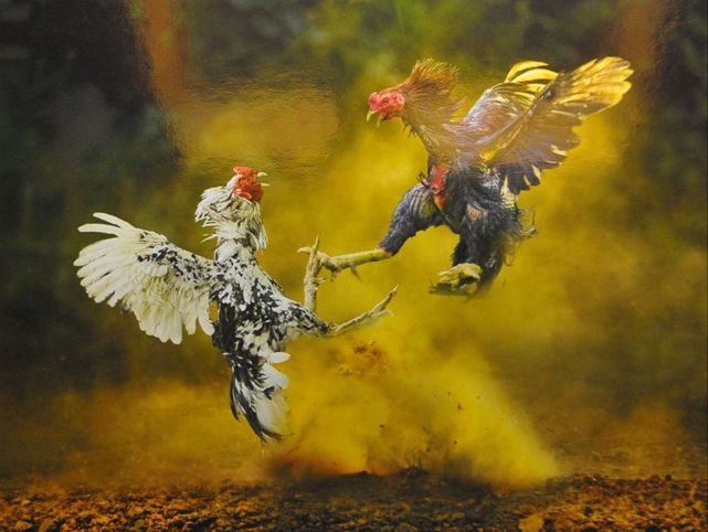 Cân gà chọi trên cân điện tử và đo vòng ngực; theo dõi trọng lượng để điều chỉnh khẩu phần hợp lý.
