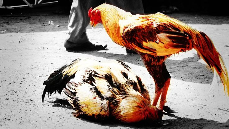 Chườm ấm lá ngải cứu và xoa bóp rượu thuốc quanh khớp gối; phương pháp chữa sưng khớp gối gà chọi giúp giảm viêm và đau.