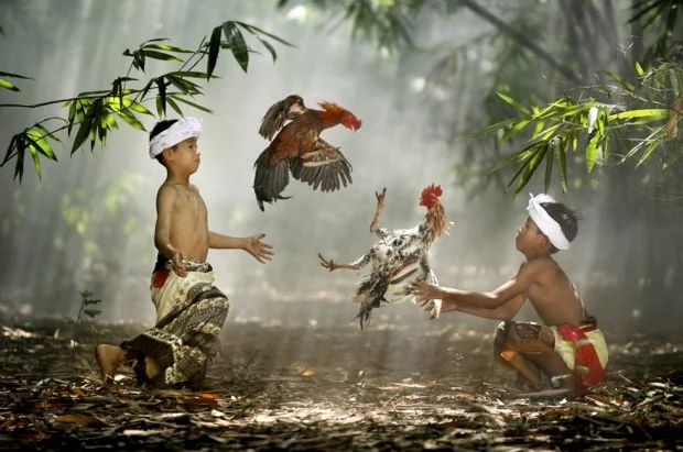 Sư kê kiểm tra khớp gối gà chọi bị sưng; đánh giá biên độ gập duỗi và dấu hiệu tụ dịch để lên phác đồ chữa trị.